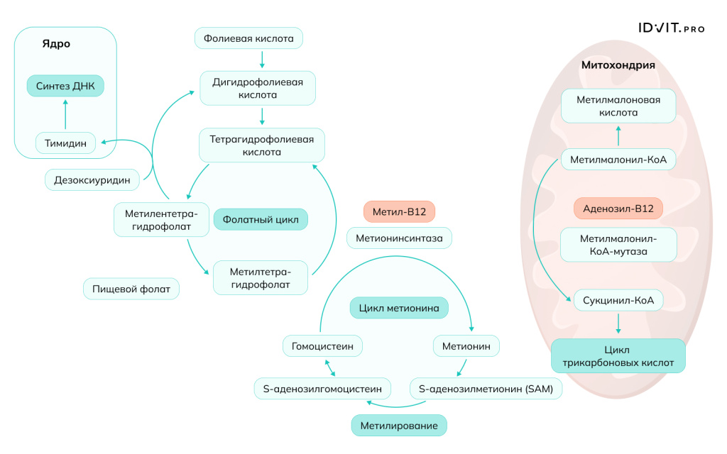 Рисунок 2.jpeg